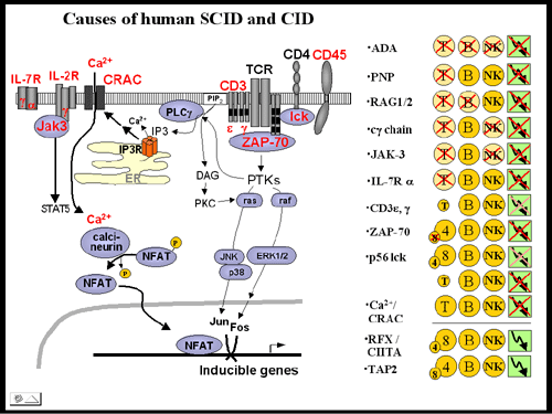 an introduction to the severe combined immunodeficiency scid Learn about severe combined immunodeficiency (scid), including causes of various types of scid, diagnosis, clinical presentation, inheritance, and treatment. an introduction to the severe combined immunodeficiency scid Learn about severe combined immunodeficiency (scid), including causes of various types of scid, diagnosis, clinical presentation, inheritance, and treatment.